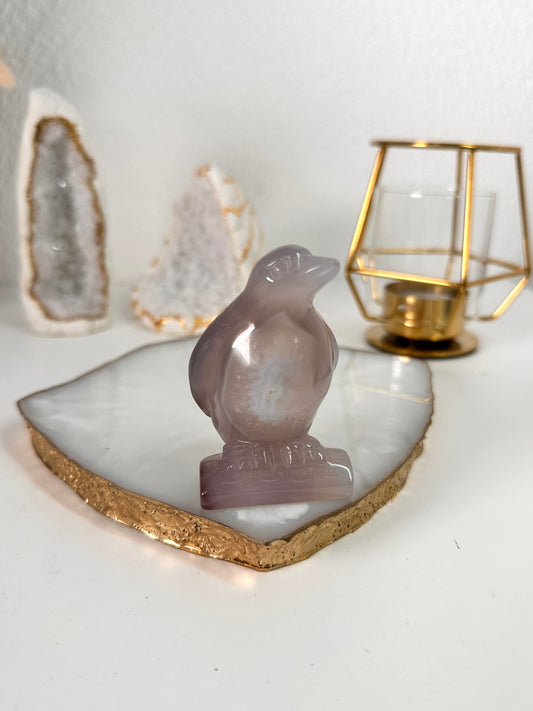 Achat Pinguin 34X