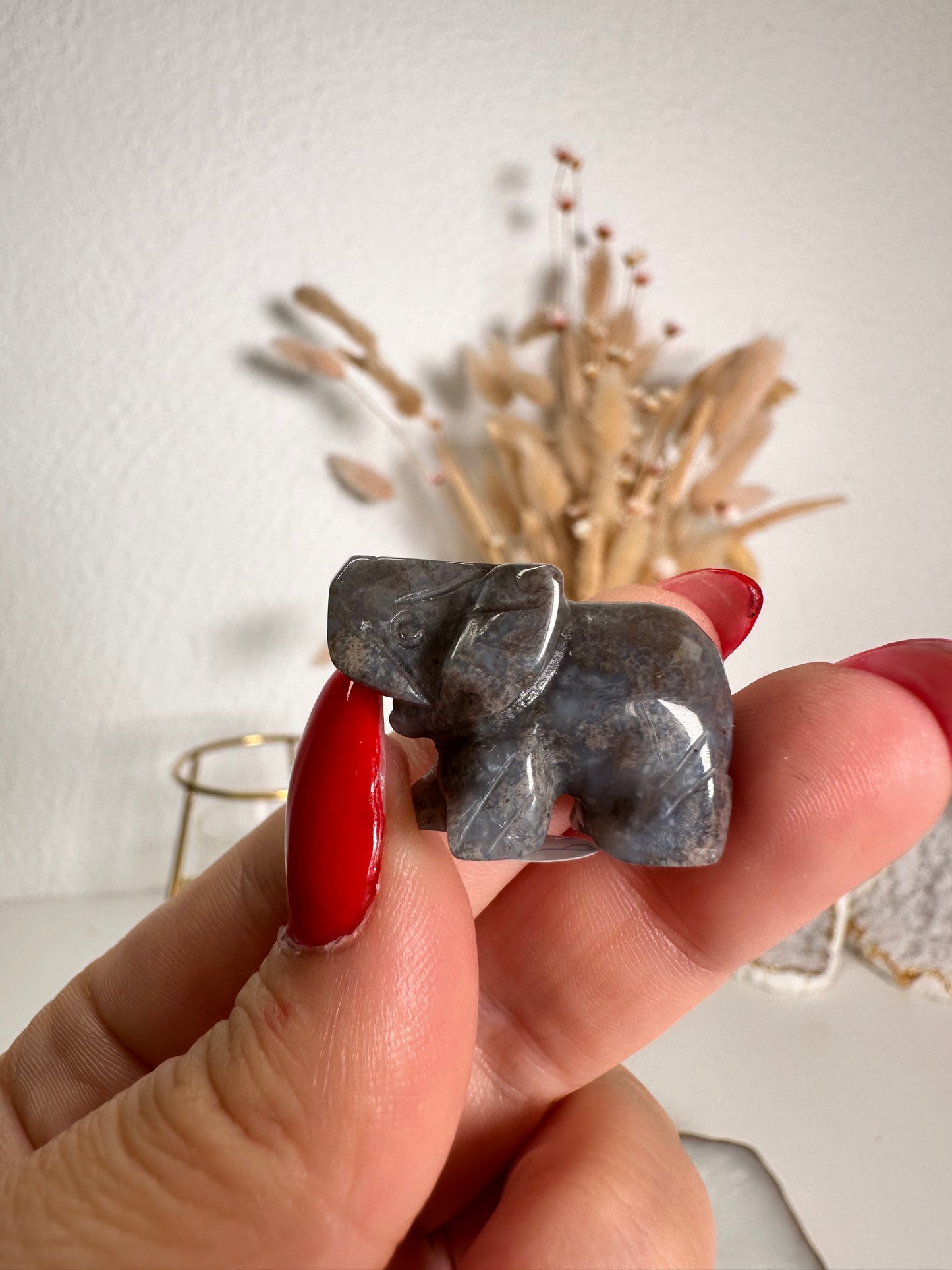 Mini Ozeanjaspis Elefant 6J