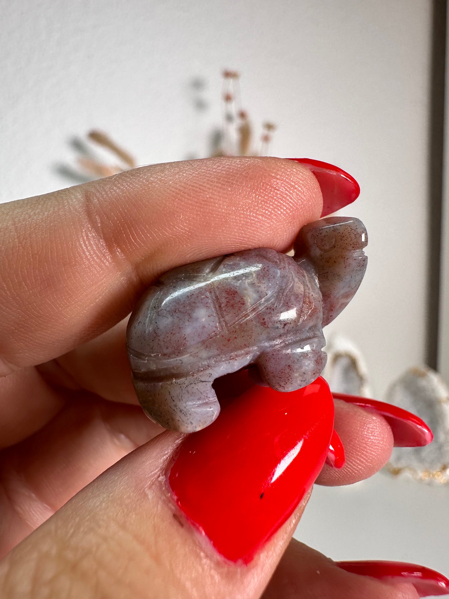 Mini Ozean Jaspis Schildkröte 6P